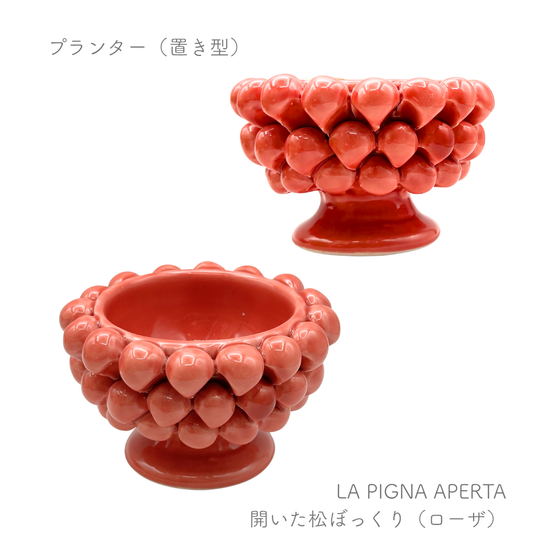ピーニャ -開いた松ぼっくり-  （パトリツィア イタリアーノ）